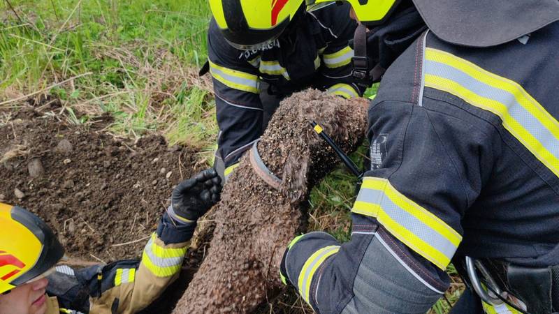 Zagrebački vatrogasci uz brojne intervencije spašavali i psa