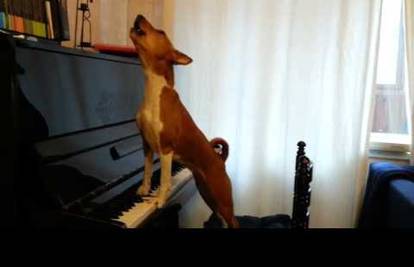 Glazbeni telent: Pas zasvirao i 'zapjevao' na klaviru