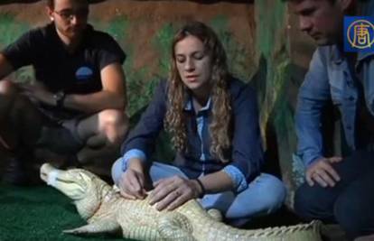 Aligatora liječe akupunkturom, maleni Bino ima skoliozu
