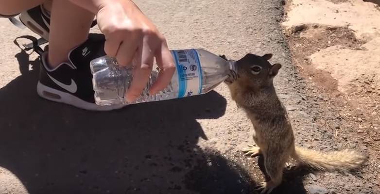 Žedna vjeverica od turista 'nažicala' cijelu bocu vode