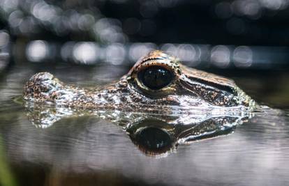 Krokodil pronađen u australskom dvorištu 2500 kilometara od svog staništa