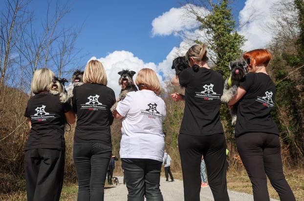 Žumberak: U organizaciji Miniature Schnauzers Croatia održano je druženje patuljastih šnaucera