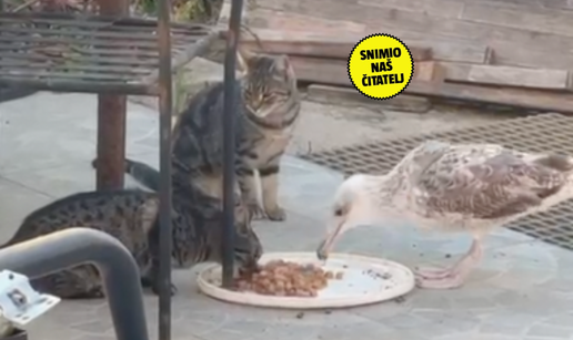 NEVJEROJATNO Mladi galeb se udoma&cacute;io na ru&ccaron;ku s ma&ccaron;kama: 'Navikle su, zna ih i kljucnuti'