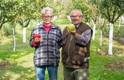 Lovci na jabuke: Domaće sorte uopće nije potrebno prskati