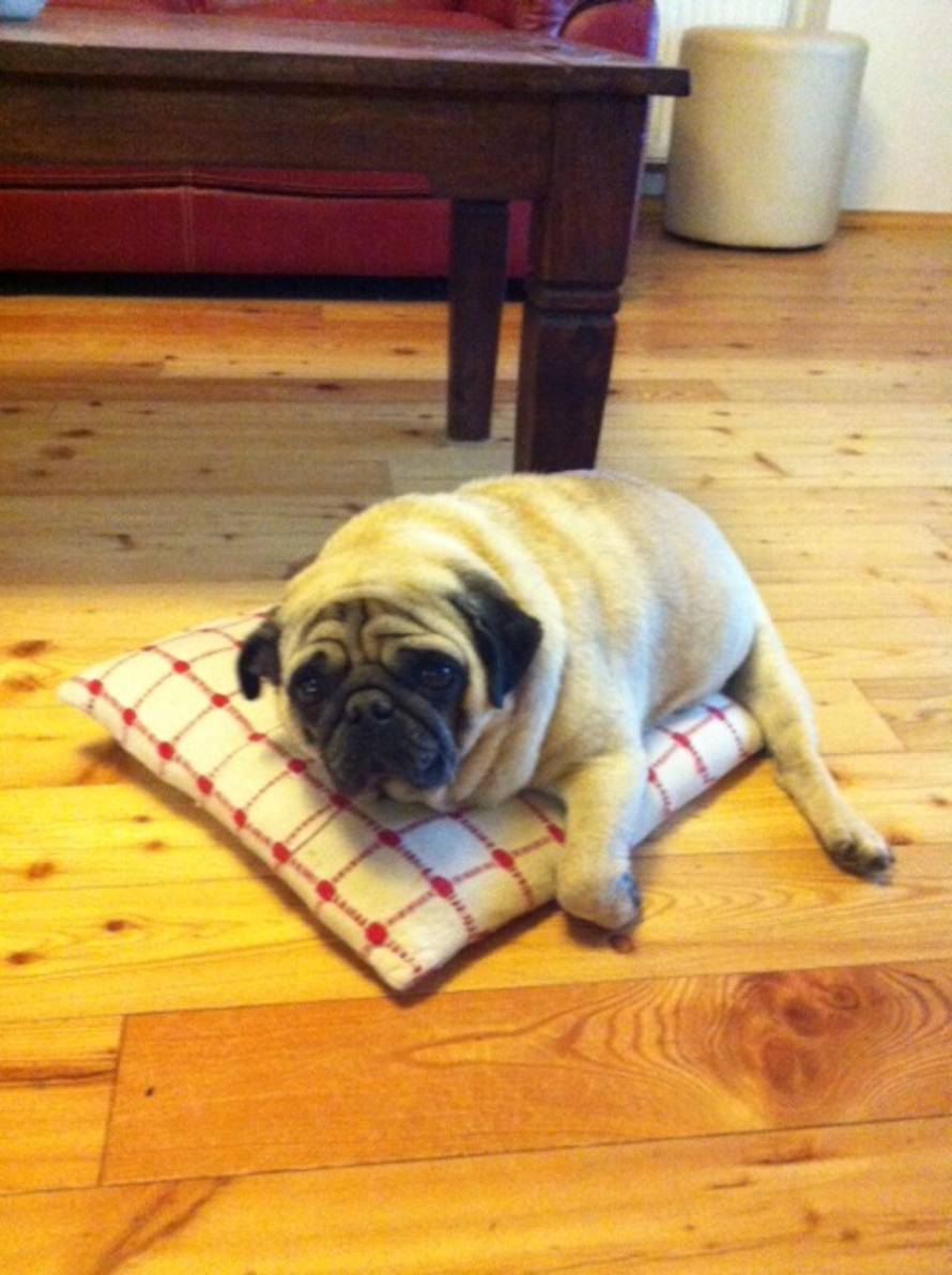 24ljubimci/Fotografije čitatelja