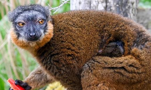 U berlinskom ZOO-u rođena je beba makakija šarenog krzna