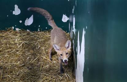 Zagrebački ZOO je objavio apel građanima zbog mladih lisica: Zatvarajte spremnike za smeće