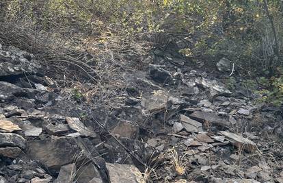 Fotografija izluđuje internet: Imate li 'snajperski vid' da pronađete zmiju na ovoj slici?