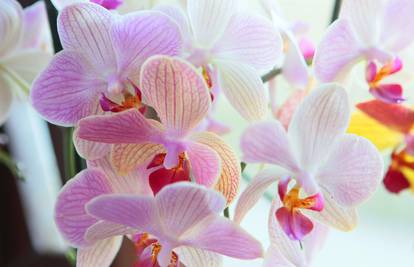 Biljke "čistači": Uz gerbere, bršljan i orhideje se lakše diše