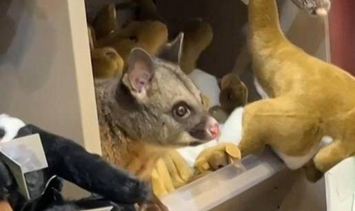 &Scaron;ok u zra&ccaron;noj luci: Me&dstrok;u pli&scaron;ane igra&ccaron;ke se sakrio pravi oposum