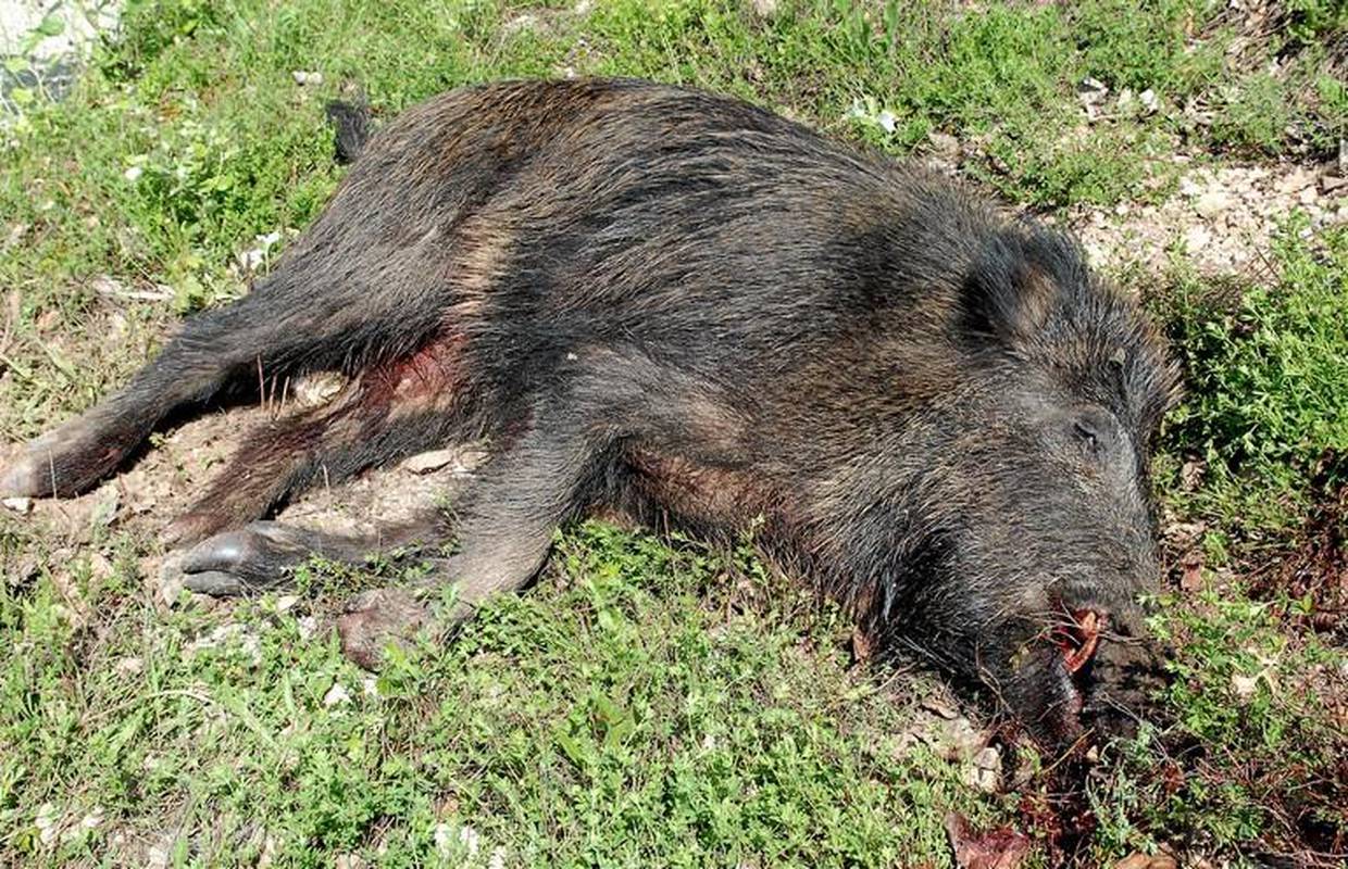 HDZ-ovca iz Gvozda su uhitili s ubijenom svinjom?