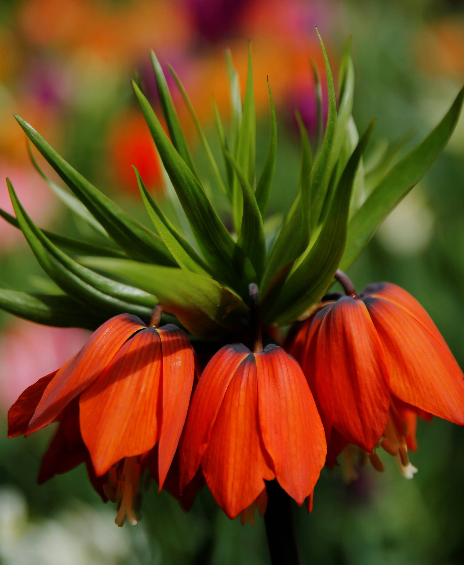 A Fritillaria Imperialis (Crown imperial) flower grows in Central Park during a spring day in New York