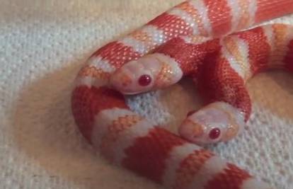 Albino zmija ima dvije glave:  Pogledajte kako se hrani