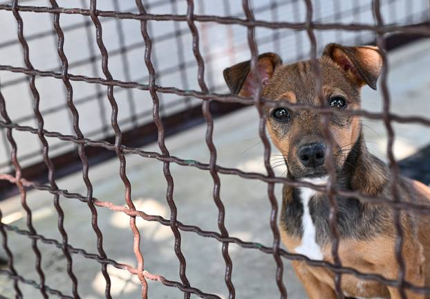 Zagreb: Sklonište za životinje u Dumovcu
