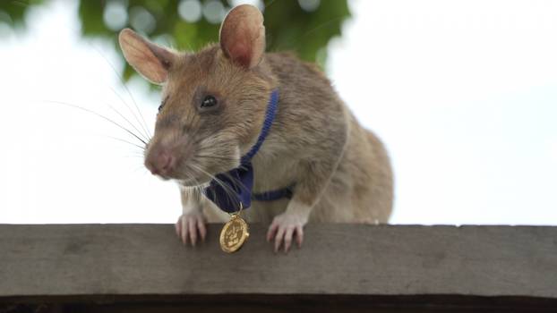 Magawa, a mine-sniffing rat, is pictured in Siem Reap