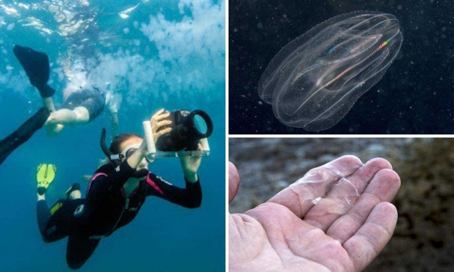 Iz venecijanske lagune struje rebraše sad nose na našu obalu: 'Ne možemo to više spriječiti'