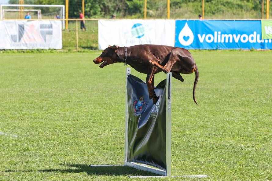 Međunarodna izložba natjecanje dobermana u Kurilovcu