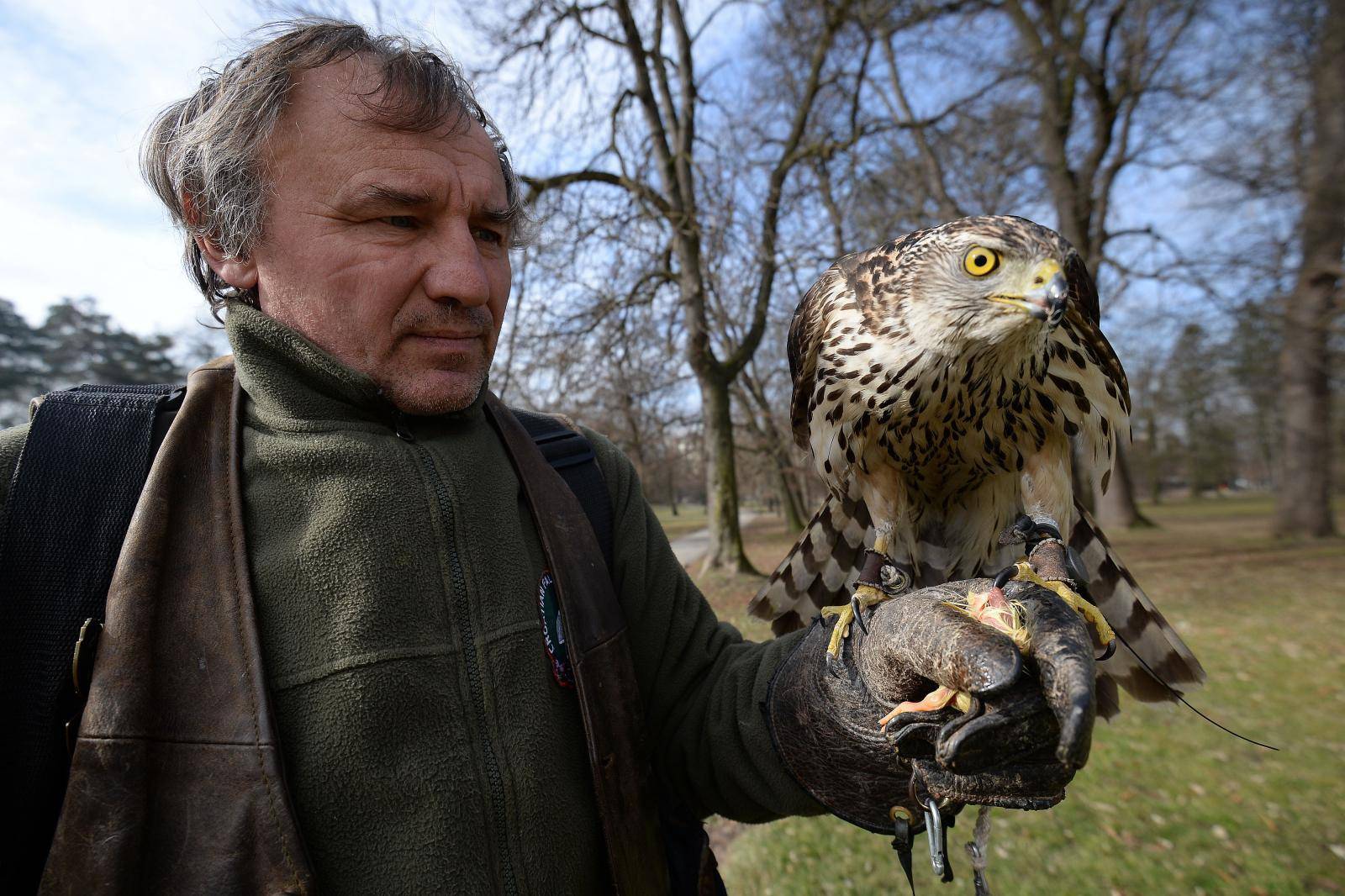 S pticama grabljivicama protiv vrana u Perivoju Zrinskih