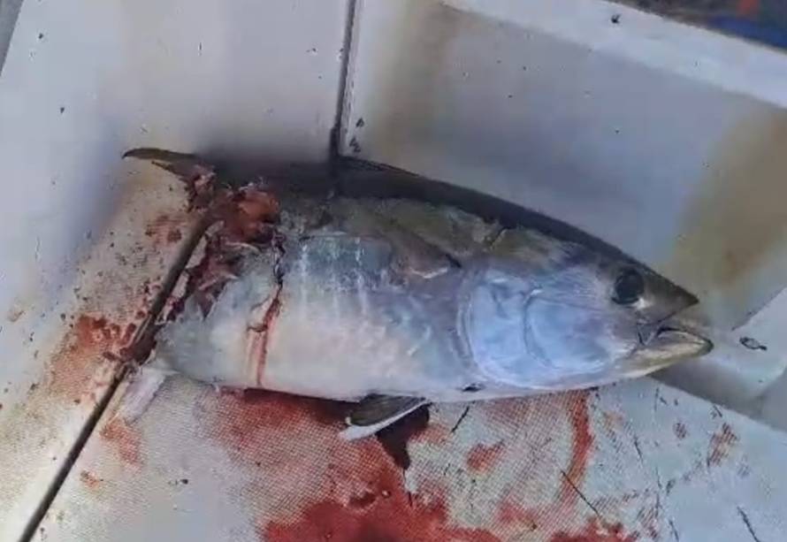 VIDEO Ralje kod Žirja! Ribar u šoku: Morski pas mako zagrizao mi je brod,  pojeo je i dio ulova