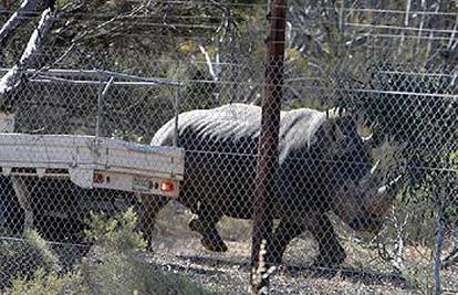 Napaljeni nosorog divljao zbog ljubomore po ZOO-u 