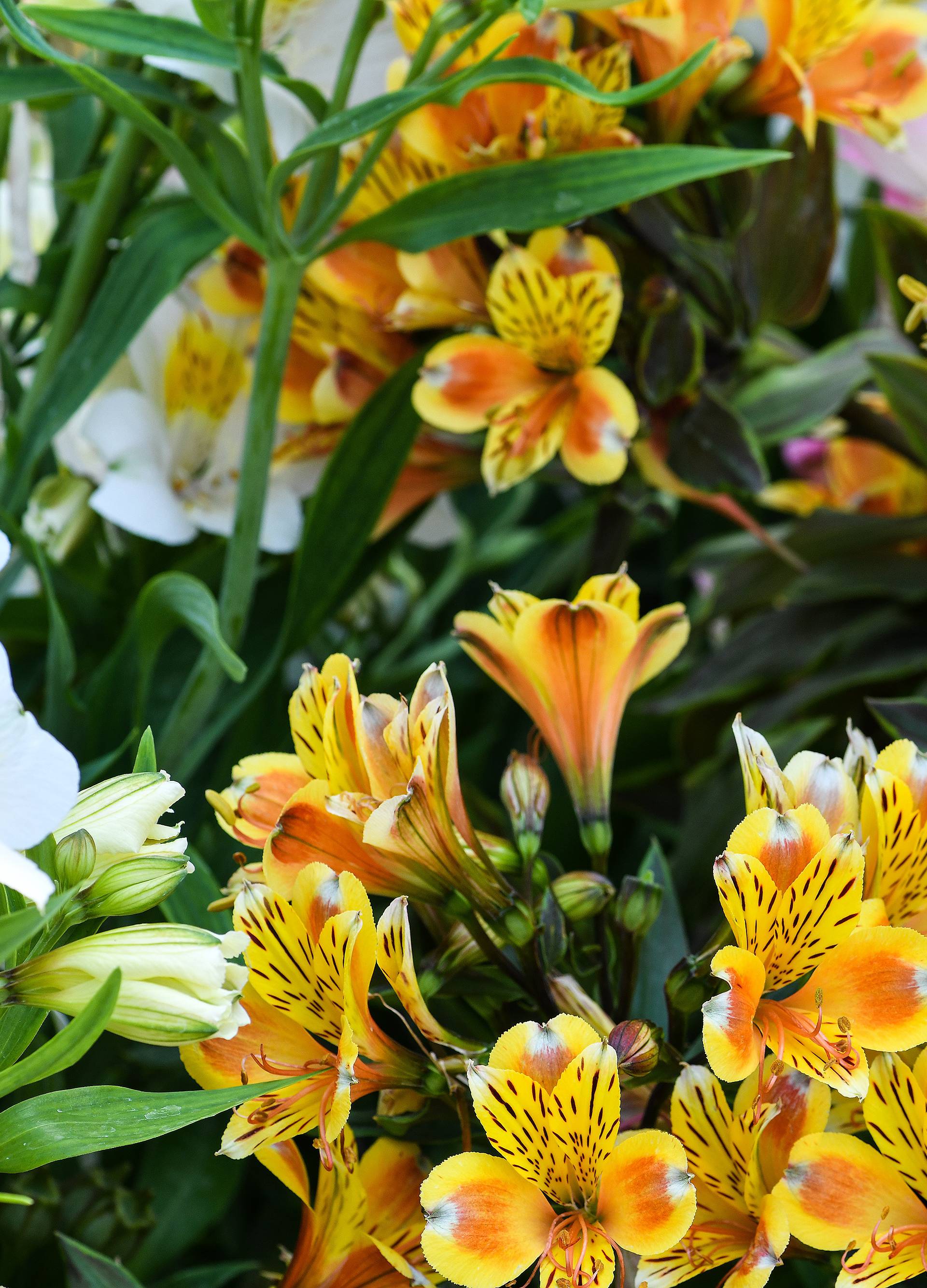 Floraart: Sadnice cvijeća od 2 kune, a za 25 mini vrt u posudi