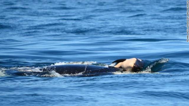 Za plakanje: Kit ubojica je dva dana gurao truplo mladunčeta