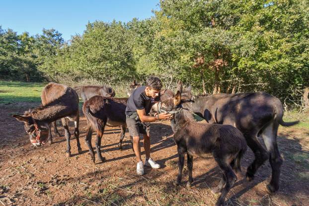 Vodnjan: Za Naj kozu 2025. godine izabrana je koza Jelena, vlasnika Mattea Muškovića 