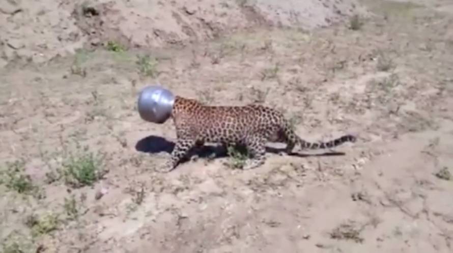 Nespretni leopard! Ožednio je, a na kraju je to skupo platio... 