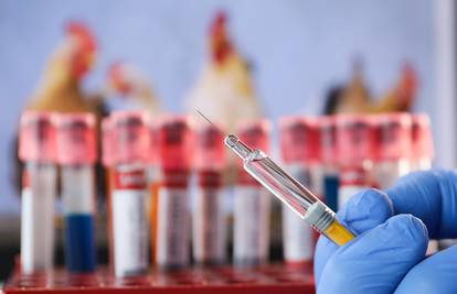 Prvi slučaj smrti od soja H3N8 ptičje gripe: Kina mjesec dana ništa nije prijavila WHO-u
