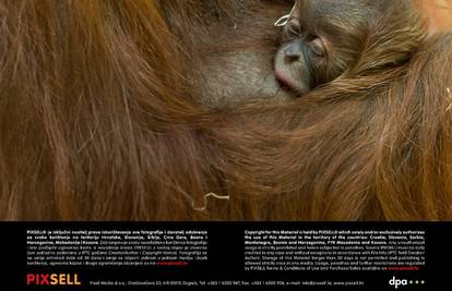 Napunio mjesec dana: Pogledajte preslatkog orangutana 