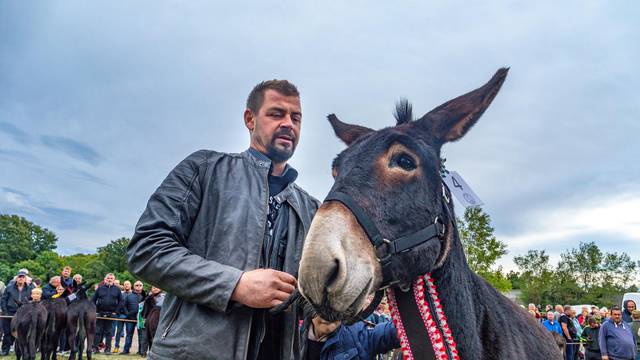 Vodnjan: Manifestacija "Smotra istarskega tovara"