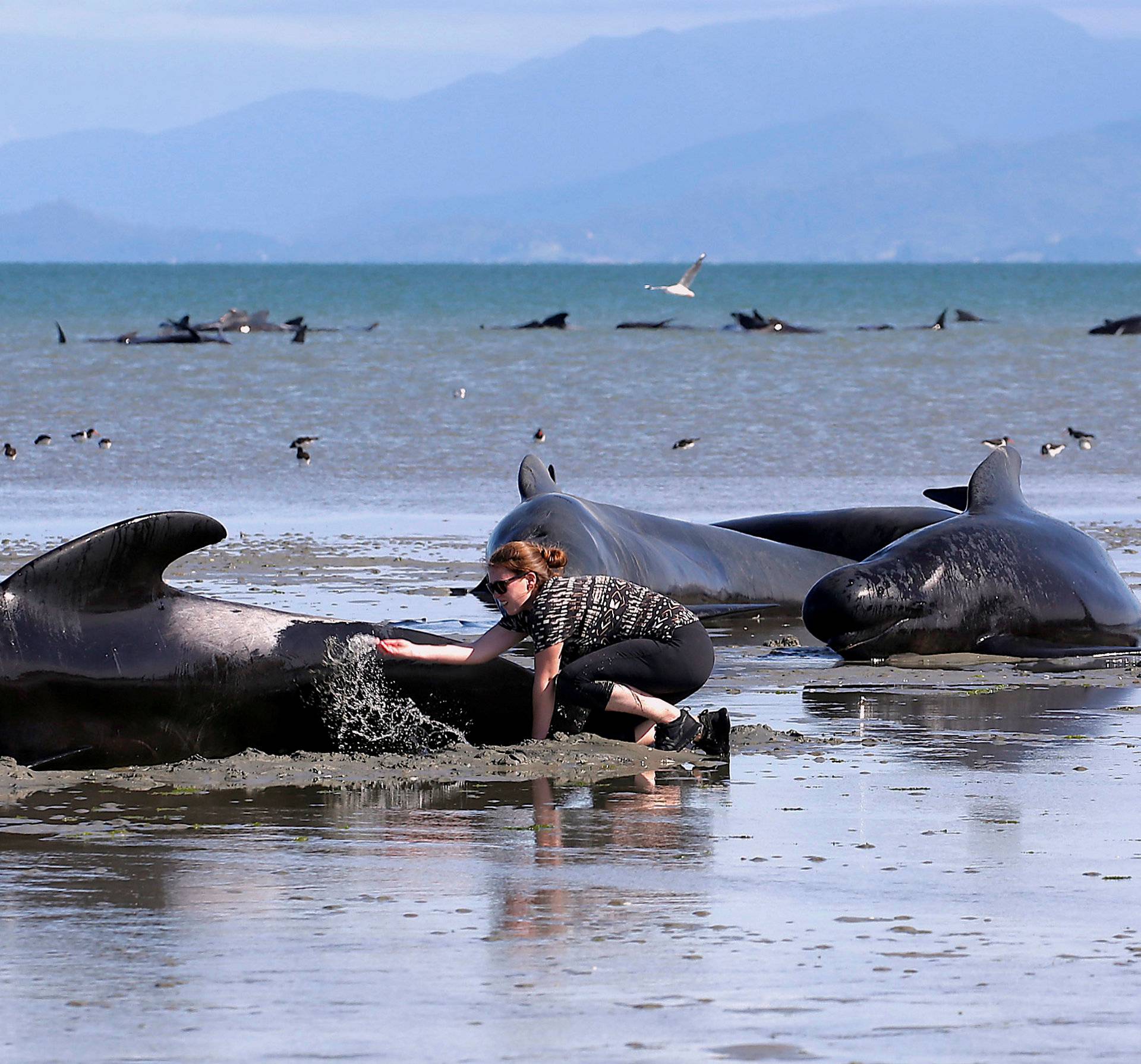 Volunteers try to assist some more stranded pilot whales that came to shore in the afternoon after one of the country's largest recorded mass whale strandings, in Golden Bay, at the top of New Zealand's South Island