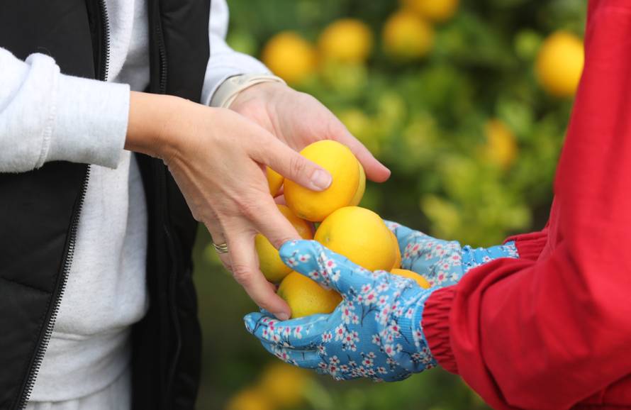 Berba agruma u Opuzenu