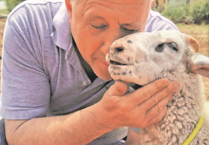 Mladi ovan Ćićibu je trebao na ražanj, sad je postao maskota