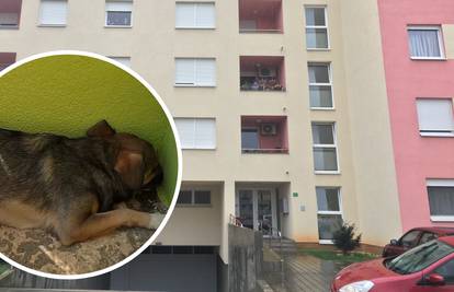 Živjeli u zatočeništvu: Vlasnica  u 30 kvadrata držala 20 pasa