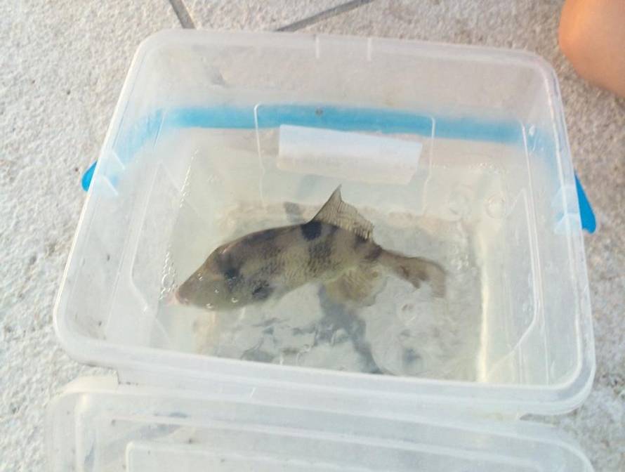 Tropski kostorog pojavio se u Jadranu: Ne smijete ga dirati!