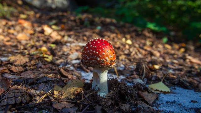 Toadstool on the forest floor