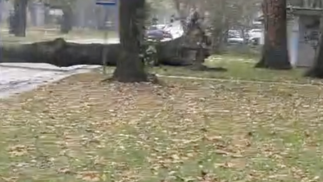 VIDEO Oluja divlja u Zagrebu: Golemo stablo palo u Sigetu