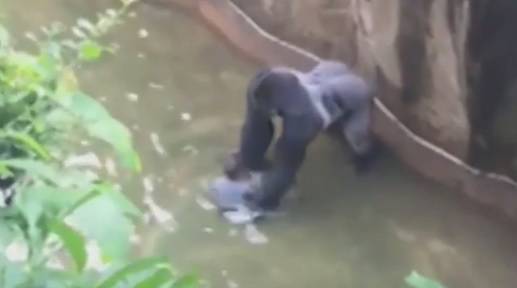 Roditeljski nemar: Da bi spasili dječaka (3), morali ubiti gorilu