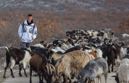 Marijo (18) na Kamešnici čuva 300 koza: 'Pastir sam postao u čast ocu, napustio sam školu...'