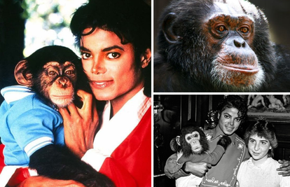 Tužna sudbina čimpanze 'Kralja popa': Ne podnosi kamere, a za njega moraju skupljati donacije