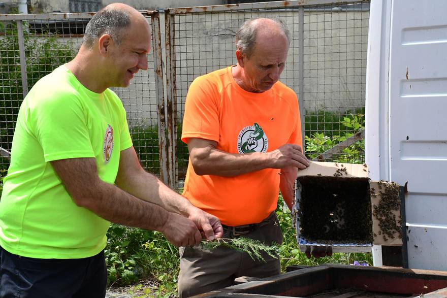 Darko i Vlado spasili roj pčela u Sl. Brodu, auto im je pregazio maticu pa su bile izbezumljene