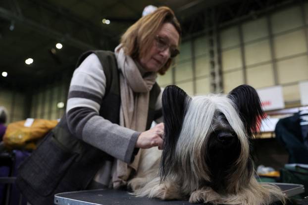 A Soft-coated Wheaten Terrier is groomed during the first day of the Crufts dog show in Birmingham