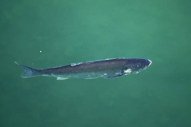 Zagreb: Jato tolstolobika pliva ispod mosta na jezeru Jarun