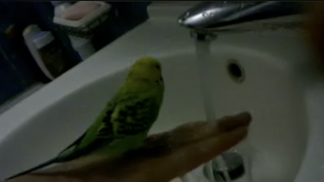Obožava vodu: Ovu papigu ne treba nagovarati na tuširanje
