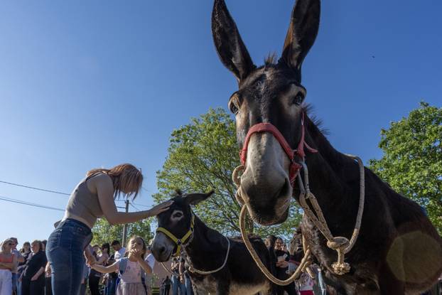 Pula: Održana je tradicionalna 55. Trka na tovari