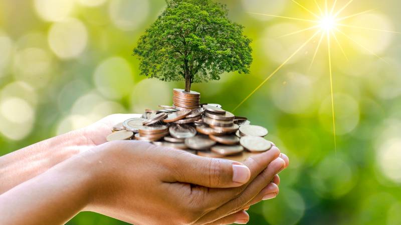 10 biljaka koje privlače novac i blagostanje u vaš dom i ured