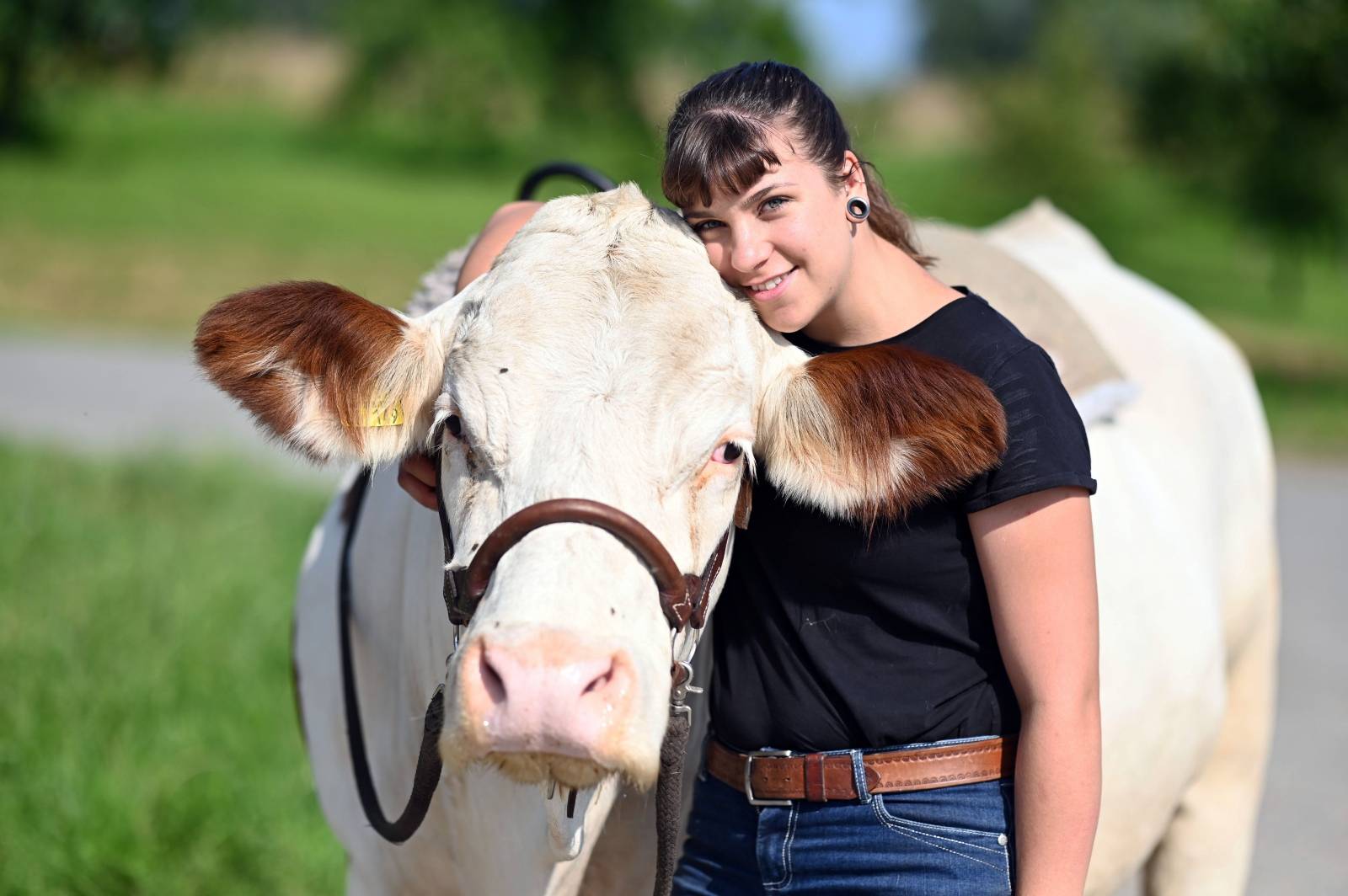 Mounted cow