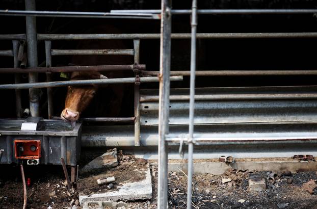 A cow tries to drink water from a trough at a partially burnt down cattle farm after a wildfire devastated the area, in Uiseong