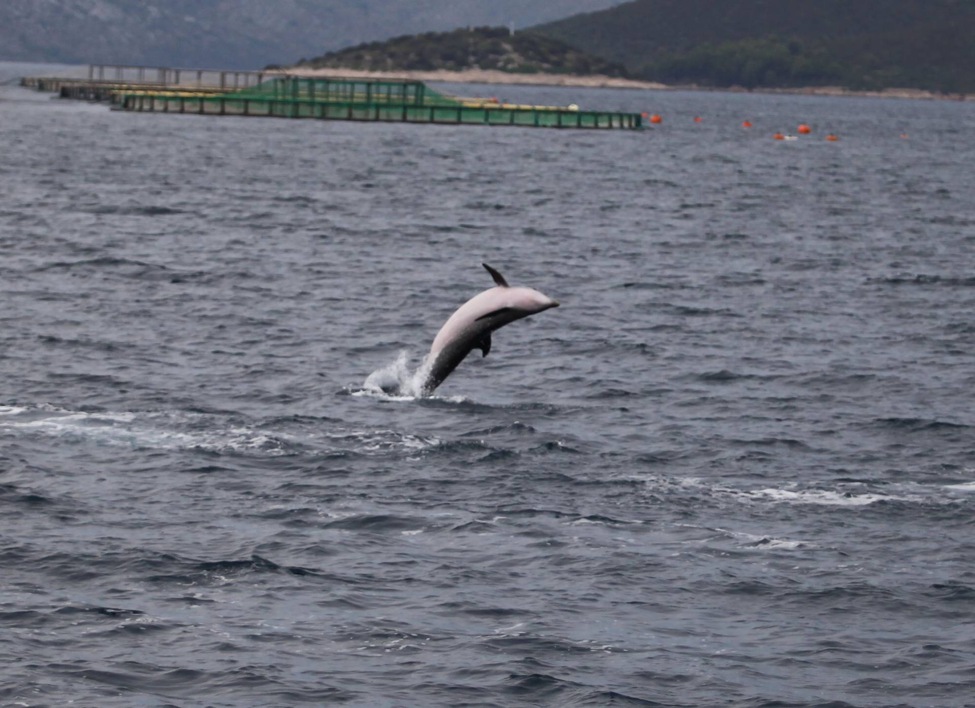 VIDEO Dupini kod Dugog otoka priredili su nam plesni spektakl!